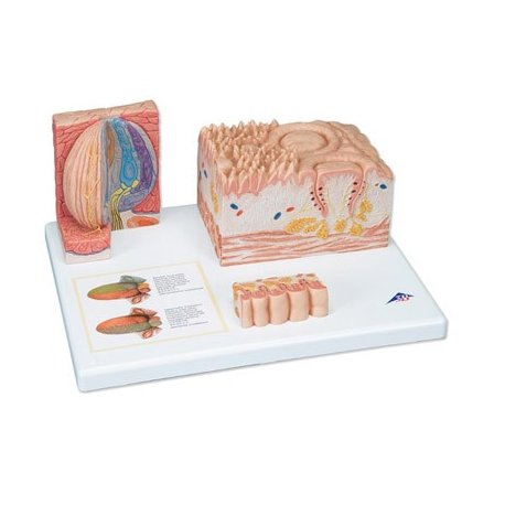 Model ľudského jazyka - mikroanatomický