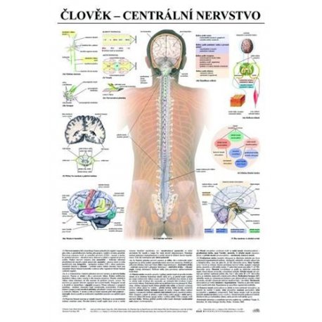 Schéma - ľudské centrálne nervstvo