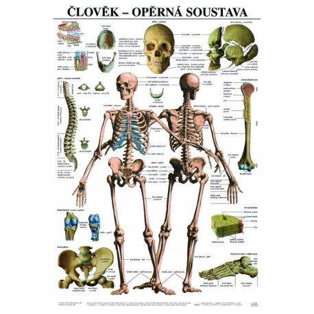 Schéma - ľudská oporná sústava - 67x96 cm