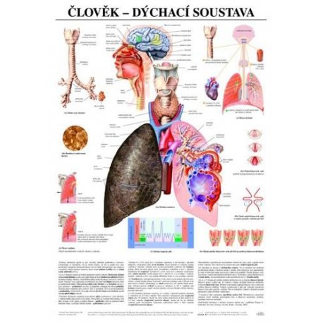 Schéma - ľudská dýchacia sústava - 67x96 cm