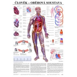 Schéma - ľudská obehová sústava - 67x96 cm