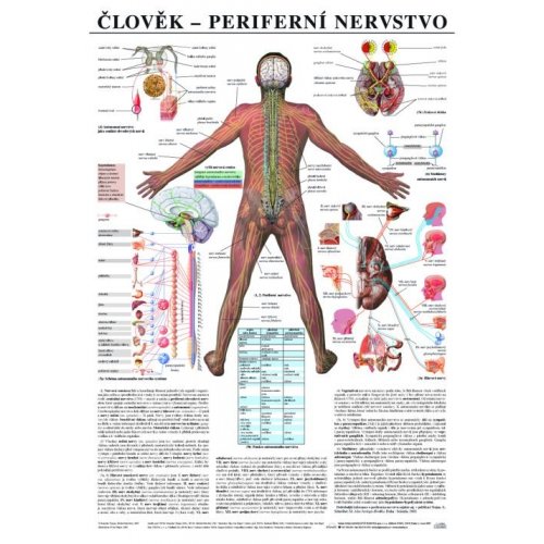 Schéma - ľudské periférne nervstvo - CZ - 67x96 cm