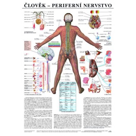 Schéma - ľudské periférne nervstvo - 67x96 cm