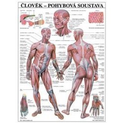 Schéma - ľudská pohybová sústava - 67x96 cm