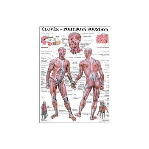 Schéma - ľudská pohybová sústava - CZ - 67x96 cm