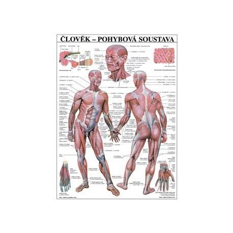 Schéma - ľudská pohybová sústava - 67x96 cm