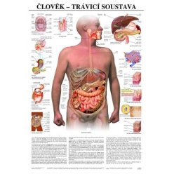 Schéma - ľudská tráviaca sústava - 67x96 cm