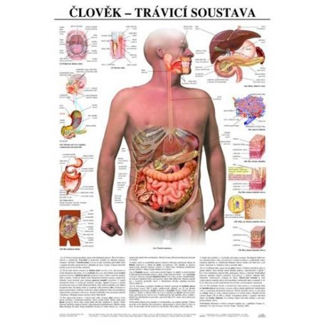 Schéma - ľudská tráviaca sústava - 67x96 cm