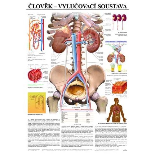 Schéma - ľudská vylučovacia sústava - CZ - 67x96 cm