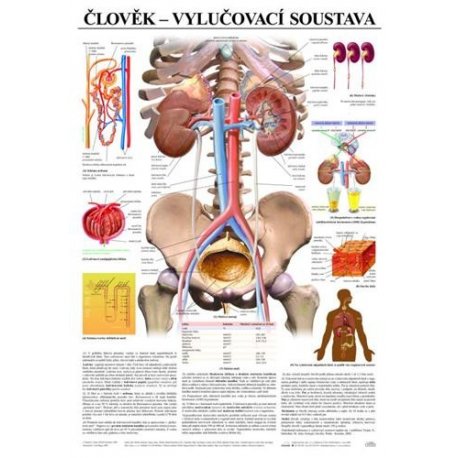 Schéma - ľudská vylučovacia sústava - 67x96 cm