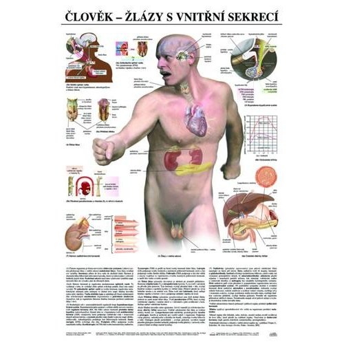 Schéma - ľudské žľazy s vnútornou sekréciou - CZ - 67x96 cm