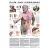 Schéma prezentuje základné orgány endokrinnej sústavy, ktoré produkujú hormóny. Anatomický plagát je výukovou pomôckou pre študentov medicíny aj pre pacientov v ordináciách. Odborné názvy anatomických štruktúr endokrinnej sústavy sú v latinčine aj češtině, ostatné informácie nájdete v českom jazyku.