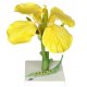 Repka olejná - Brassica napus