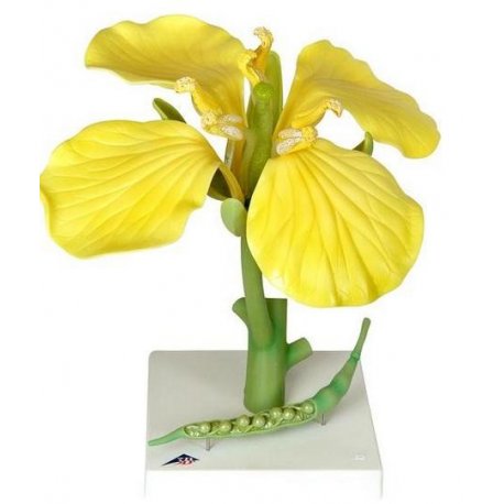 Repka olejná - Brassica napus