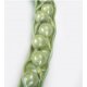 Repka olejná - Brassica napus