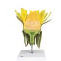 Smotánka lekárska - Taraxacum officinale