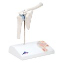 Mini model ľudského ramenného kĺbu - s priečnym rezom