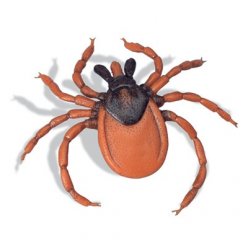 Kliešť obyčajný - Ixodes ricinus