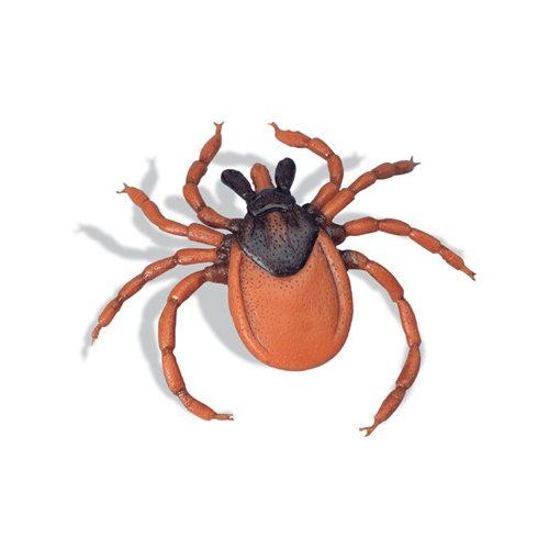 Kliešť obyčajný - Ixodes ricinus