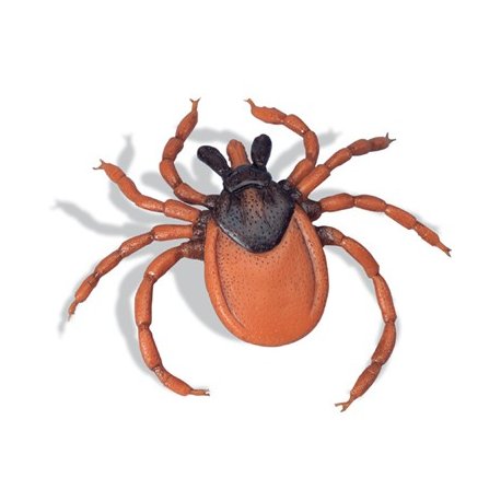 Kliešť obyčajný - Ixodes ricinus