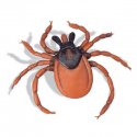 Kliešť obyčajný - Ixodes ricinus