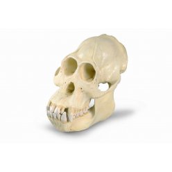 Orangutan bornejský - Pongo pygmaeus - lebka samca