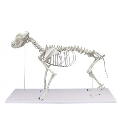 Kostra psa domáceho - Canis domesticus