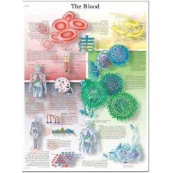 Schéma - ľudská krv - AJ - 50x67 cm