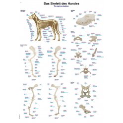 Schéma - kostra psa domáceho