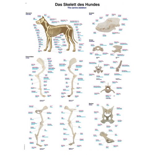 Schéma - kostra psa domáceho