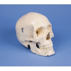 Model ľudskej lebky - dentálna - 4 časti