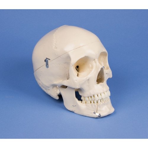 Model ľudskej lebky - dentálna - 4 časti