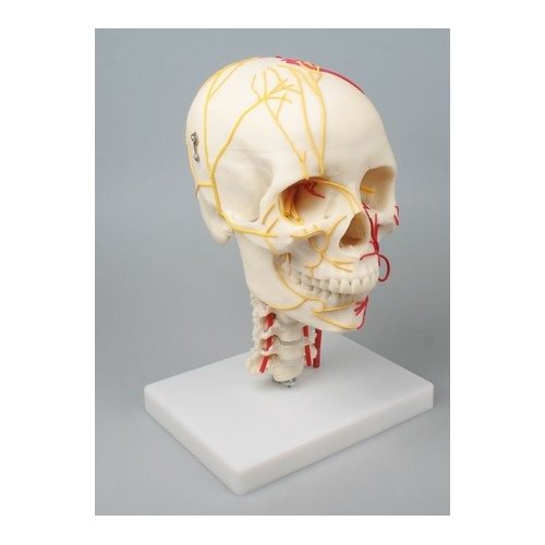 Model ľudskej lebky - neurovaskulárne