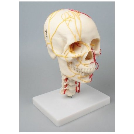 Model ľudskej lebky - neurovaskulárne