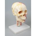 Model ľudskej lebky - neurovaskulárne