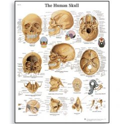 Schéma - ľudská lebka - AJ - 50x67 cm