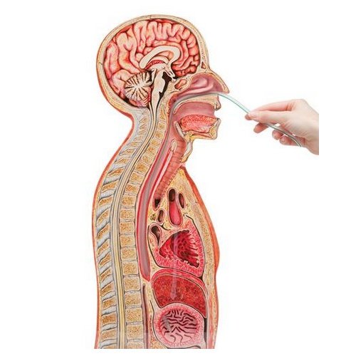 Simulátor na vykonávanie nasogastrickej intubácie