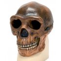 Antropologický model lebky - Sinanthropus - Homo erectus