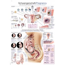 Schéma - tehotenstvo