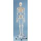 Model kostry človeka