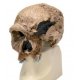 Antropologický model lebky - Steinheim - Homo sapiens steinheimensis
