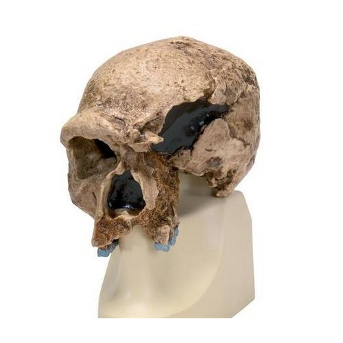 Antropologický model lebky - Steinheim - Homo sapiens steinheimensis