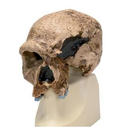 Antropologický model lebky - Steinheim - Homo sapiens steinheimensis
