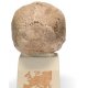 Antropologický model lebky - Steinheim - Homo sapiens steinheimensis