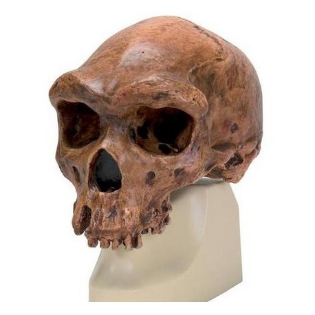 Antropologický model lebky - Kabwe - Homo sapiens rhodesiensis