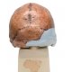 Antropologický model lebky - Kabwe - Homo sapiens rhodesiensis
