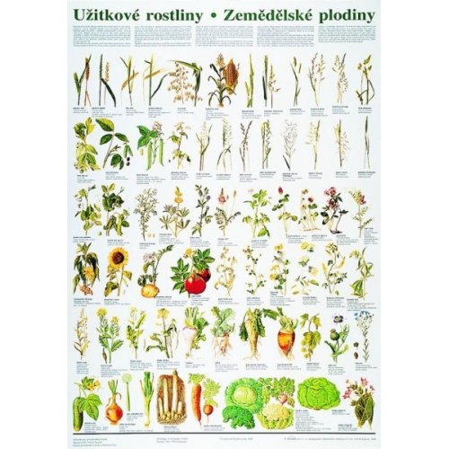 Schéma - úžitkové rastliny - poľnohospodárske plodiny - CZ