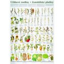 Schéma - úžitkové rastliny - poľnohospodárske plodiny - CZ
