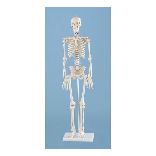 Mini model kostry človeka