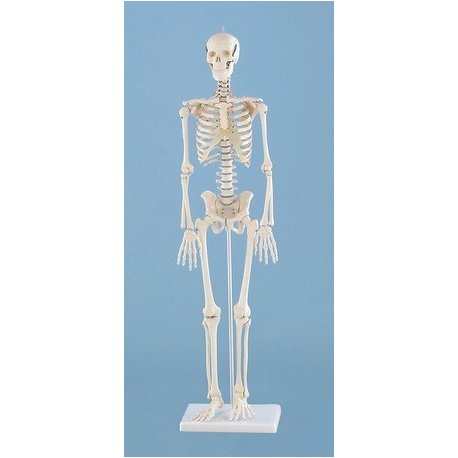 Mini model kostry človeka